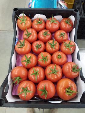 Public product photo - We offer you  fresh tomatoes available now for any inquiries please contact me 
Best Regards
Merna Hesham
Tel: 0020402544299    Cell(whats-app) 00201093042965     email: alshamsexporting@yahoo.com